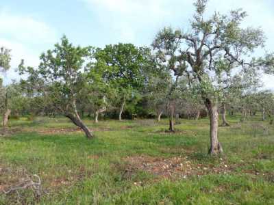 Spostandoci di pochi chilometri, raggiungiamo Loseto: qui, vicino a Lama Baronale, di fronte alla zona nuova del quartiere, si trova una grande e verde �quercia virgiliana�